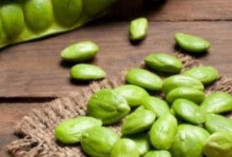 Beragam Khasiat Petai Untuk Kesehatan, Salah Satunya Untuk  Detoksifikasi Tubuh Secara Alami