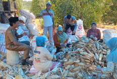 Dukung Ketahanan Pangan, Bhabinkamtibmas Polsek Lubuk Pinang Kawal Panen Raya Jagung Warga
