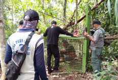  BKSDA Pasang Perangkap Beruang di Benteng