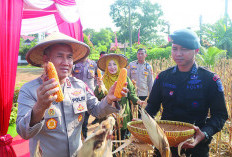 Polda Bengkulu Panen Jagung 100 Ton, Di Sini Lokasi Panennya 