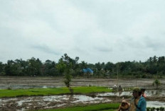 Cetak Sawah Baru Diusulkan ke Kementan RI, Segini Luas Lahannya