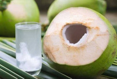 Alasan Serta Cara Menggunakan Air Kelapa Untuk Menurunkan Berat Badan 