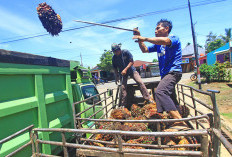 Pemprov Bengkulu Klaim TBS Naik, Begini Kenyataannya di Lapangan