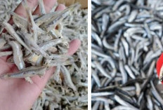 Kecil-Kecil Bikin Nagih! Ini 7 Jenis Ikan Teri yang Populer di Indonesia