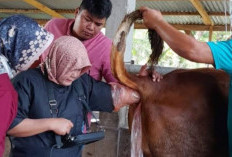 Ini Tujuan Pemeriksaan Hewan   Ternak di Mukomuko Digencarkan