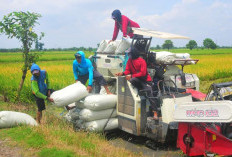  Harga Gabah di Mukomuko Tembus Rp 7.100/kg