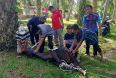 Kemenag Bengkulu Selatan Kurban 4 Sapi, Seribu Doa Mengalir