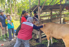  Ini Tujuan Hewan Kurban di Mukomuko Diperiksa Dua Kali 