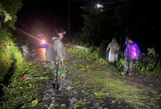 Tahun Baru Kepahiang Dilanda Hujan Lebat, BPBD Evakuasi Pohon Tumbang di Jalur Kepahiang-Kabawetan