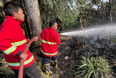 Kemarau Ekstrem, 2 Hektare Lahan Kebun Terbakar