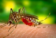 Waspada Demam Berdarah Dengue  Jelang Lebaran  