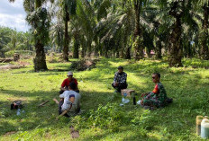 Bersenda Gurau di Kebun Sawit, Cara Satgas TMMD Ke-124 Hilangkan Lelah