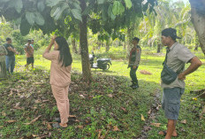 Kembali Meresahkan, 4 Sapi Warga Digasak Pelaku Curnak