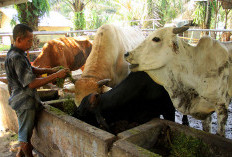 Stok Vaksin Kosong, Penyakit Ngorok Ancam Ternak di Bengkulu