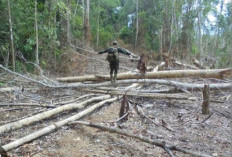 22 Ribu Hektare Hutan di Mukomuko Dirambah, KPH Lakukan Ini 