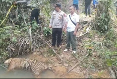 Harimau Sumatera Ditemukan Mati di Mukomuko, Polisi dan BKSDA Gelar Penyelidikan