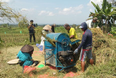 Petani Kemumu Panen Perdana , Segini Harga Jual Gabah di Bengkulu Utara Saat Ini