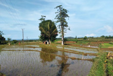 Ratusan Lahan Sawah Masih Terlantar, Ini Alasan Petani di Bengkulu Utara 