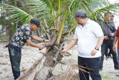OPD Diminta Tanam Lagi Kelapa Mati, Pemkot Bengkulu Target Bibit Kelapa yang Ditanam Hidup Semua