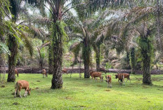 Petani di Mukomuko Diminta Jalankan Program Siska, Ini Keuntungannya 