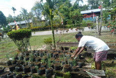 Tingkatkan Ketersediaan Pangan, Tanam Sayur di Pekarangan Rumah