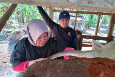  Pemeriksaan Kesehatan Hewan di Mukomuko Digencarkan 