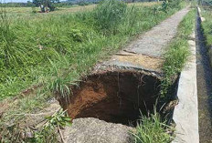  JUT Amblas, Petani di Bengkulu   Utara Kesulitan Angkut Gabah
