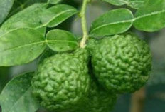 Bukan Hanya Sebagai Bumbu Dapur, Memiliki Aroma Khas,  Beragam Manfaat  Daun Jeruk Purut Yang Jarang Disadari 