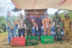 Budidaya Patin di Desa Air Napal Sukses