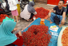 Harga Cabai Merah Mulai Turun