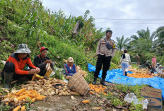 BUMDes Raja Pengantin Panen Jagung 700 Kilogram