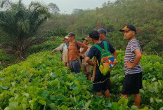 Pencurian TBS Tak Dibenarkan, Selesaikan Sengketa PT ABS