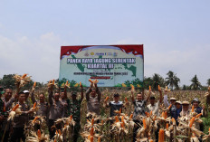 Panen Raya Jagung, Polres   BS Dukung Swasembada
