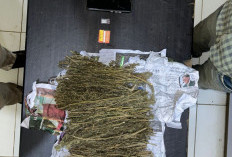  Pengedar Sabu dan Ganja di Lebong Ditangkap