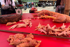 Harga Ayam Potong  Naik, Segini Sekarang