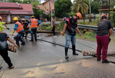 Kaur Dilanda Badai, Pohon dan Tiang Listrik Roboh