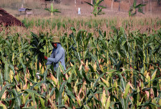 Produksi Pangan Lokal di Bengkulu Rendah, Tantangan Serius Bagi Pemerintah