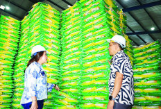  Bulog Bengkulu Kejar Serapan 3.100 Ton, Serapan Gabah Capai 96 Persen, Stok Beras Aman Sampai Akhir Tahun