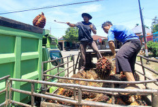 Harga Sawit Kembali Turun, Segini Harga TBS di Bengkulu Saat Ini