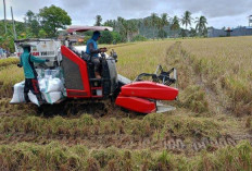 Perang Harga Gabah di Mukomuko, Petani Terjepit, Pemkab Imbau Jual ke Bulog Sesuai HPP