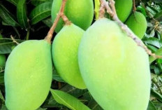 Kontrol Kadar Gula Hingga Cegah Heat Stroke, Mangga Muda Kaya Akan Manfaat  Untuk Kesehatan 