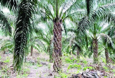  Produktivitas Tanaman Perkebunan Diprediksi Menurun, Begini Penjelasan Pengamat Pertanian Provinsi Bengkulu