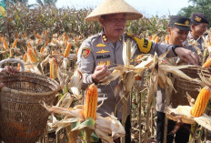 Polres Bengkulu Selatan Panen Raya Jagung, Dukung Swasembada Pangan 2026