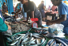 Ikan Laut di Mukomuko Tetap Tersedia, Segini Harganya 