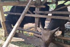 Ada 81.708 Ekor Ternak, DTPHP BU Pastikan Kebutuhan Hewan Kurban Aman