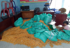  Panen Jagung Desa Padang   Siring di Benteng Capai Segini