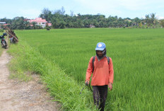 Tak Ingin Masa Tanam Berkurang, Petani Mukomuko Minta Irigasi Dikeringkan 2 Tahun Sekali