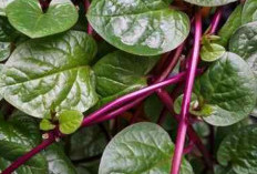 Salah Satunya Menurunkan Katarak, Beragam Khasiat Daun Binahong, dan Cara Mengolahnya 