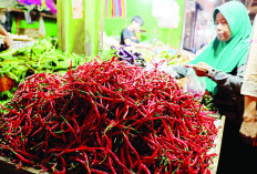 Harga Cabai Merah di Bengkulu Kembali Normal