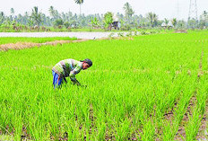 Cetak Sawah Capai 900 Hektare, Pemprov Bengkulu Kejar Target 2.200 Hektare